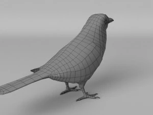 inca jay cyanocorax yncas 3d 3D Model