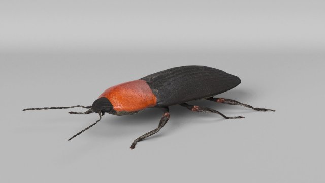 3d cardiophorus gramineus beetle 3D Model .c4d .max .obj .3ds .fbx .stl .blend 