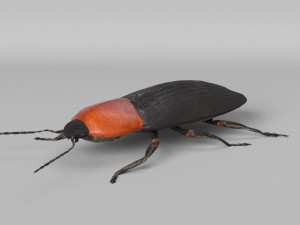 3d cardiophorus gramineus beetle 3D Model