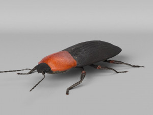 3d cardiophorus gramineus beetle 3D Model