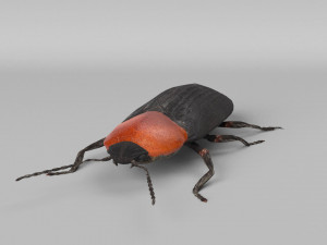 3d cardiophorus gramineus beetle 3D Model