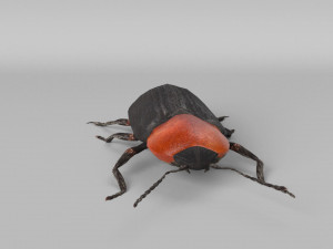 3d cardiophorus gramineus beetle 3D Model