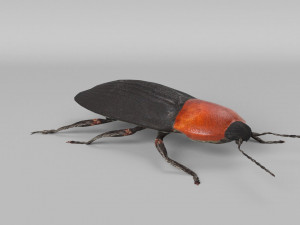 3d cardiophorus gramineus beetle 3D Model