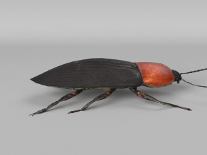 3d cardiophorus gramineus beetle 3D Model