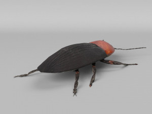 3d cardiophorus gramineus beetle 3D Model