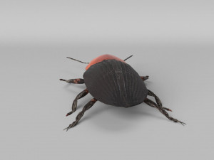 3d cardiophorus gramineus beetle 3D Model