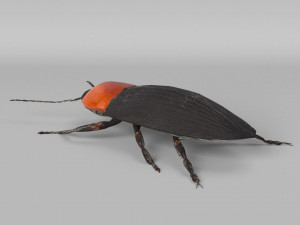 3d cardiophorus gramineus beetle 3D Model