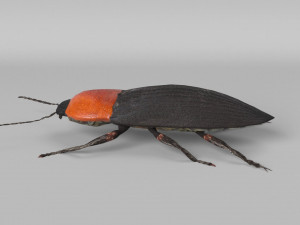3d cardiophorus gramineus beetle 3D Model