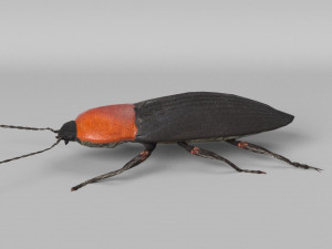 3d cardiophorus gramineus beetle 3D Model