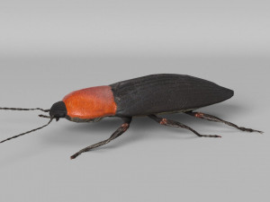 3d cardiophorus gramineus beetle 3D Model