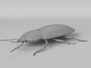 3d cardiophorus gramineus beetle 3D Model