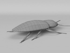 3d cardiophorus gramineus beetle 3D Model