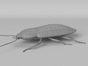 3d cardiophorus gramineus beetle 3D Model