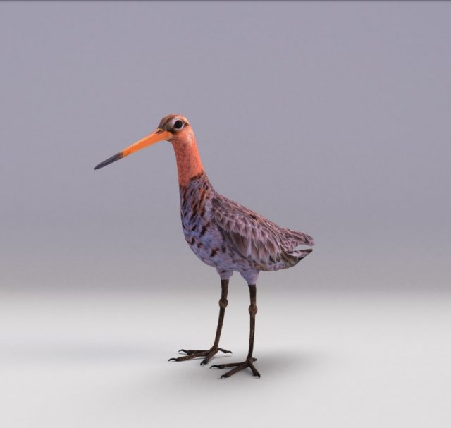 black-tailed godwit 3D Model .c4d .max .obj .3ds .fbx .stl .blend 