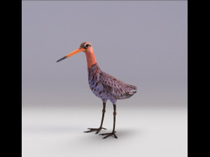 black-tailed godwit  3D Model