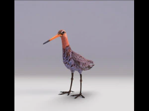 pittima reale dalla coda nera Modello 3D