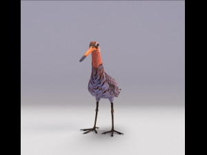 black-tailed godwit 3D Model