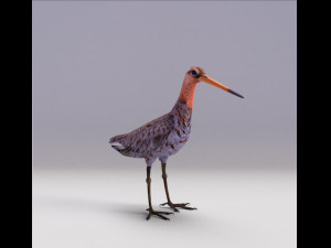 black-tailed godwit 3D Model
