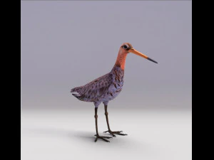 pittima reale dalla coda nera Modello 3D