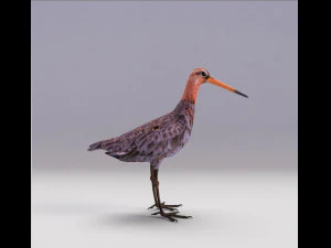 pittima reale dalla coda nera Modello 3D