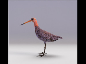 black-tailed godwit 3D Model