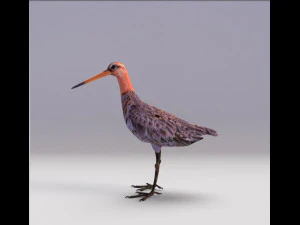 pittima reale dalla coda nera Modello 3D