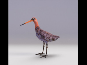 black-tailed godwit 3D Model