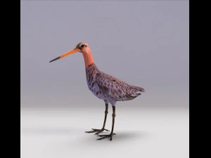 pittima reale dalla coda nera Modello 3D