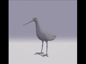 black-tailed godwit 3D Model