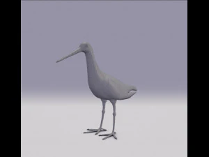 pittima reale dalla coda nera Modello 3D