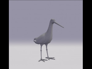 black-tailed godwit 3D Model