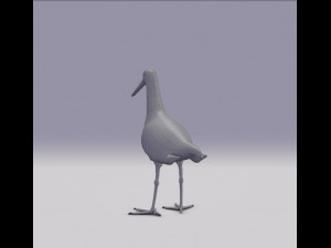 black-tailed godwit 3D Model