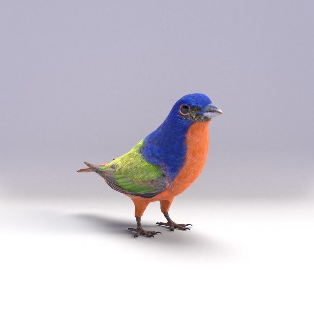 painted bunting 3d 3D Modell .c4d .max .obj .3ds .fbx .stl .blend