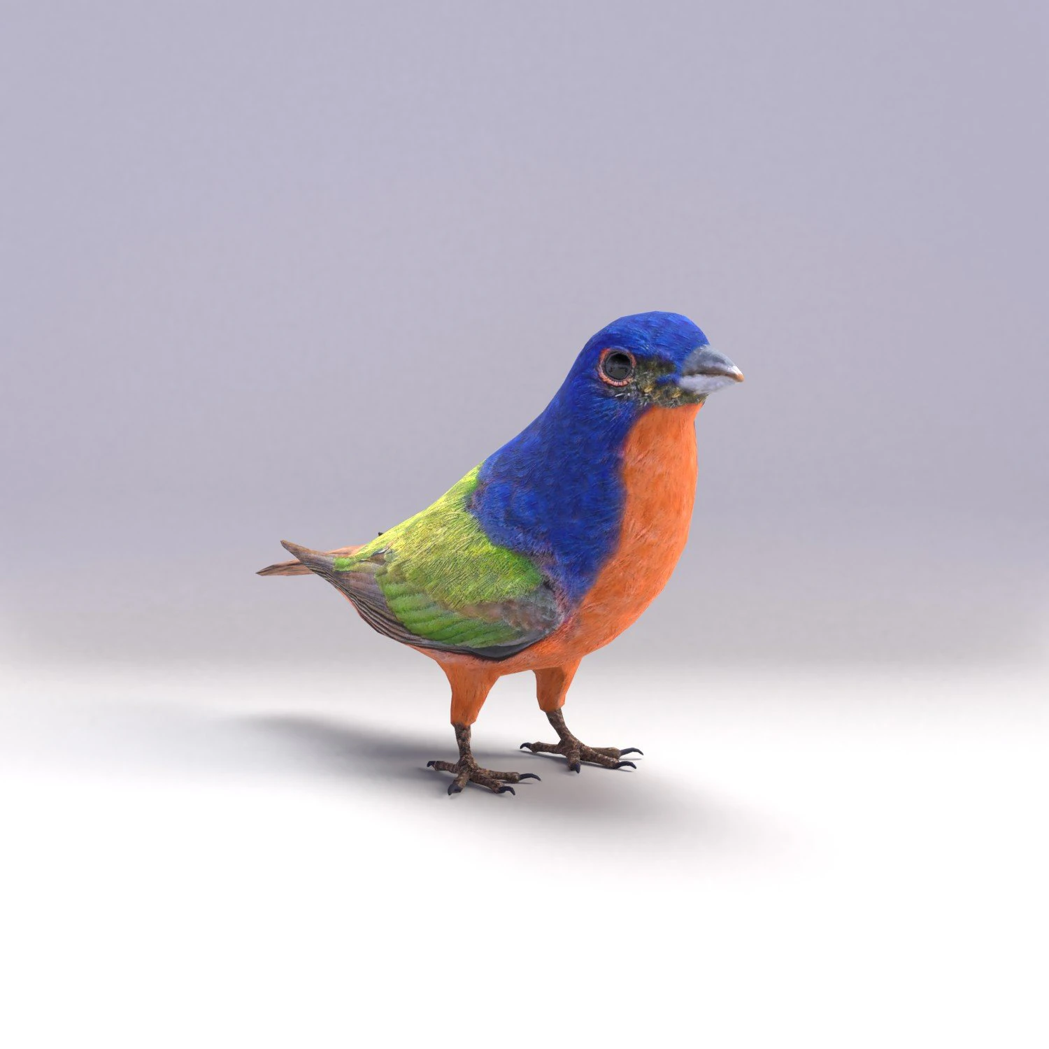 painted bunting 3d 3D Model .c4d .max .obj .3ds .fbx .stl .blend 