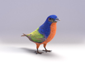 painted bunting 3d 3D Model