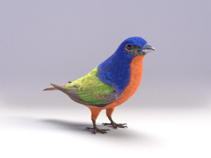 painted bunting 3d 3D Modell