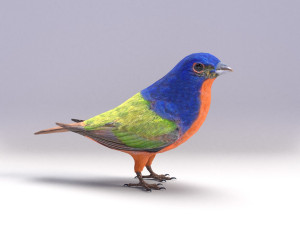 painted bunting 3d 3D Modell
