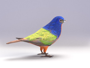 painted bunting 3d 3D Modell