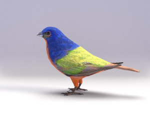 painted bunting 3d 3D Modell