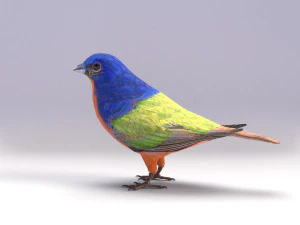 painted bunting 3d 3D Model