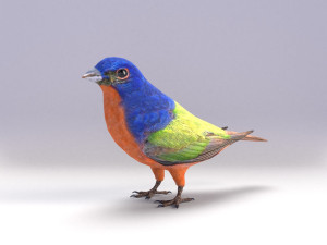 painted bunting 3d 3D Modell