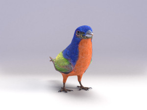 painted bunting 3d 3D Modell