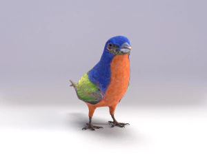 painted bunting 3d 3D Model
