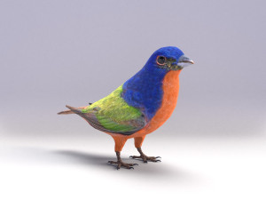 painted bunting 3d 3D Modell