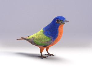 painted bunting 3d 3D Modell