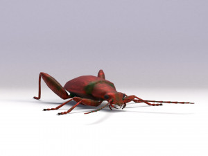 leaf beetle 3D Model