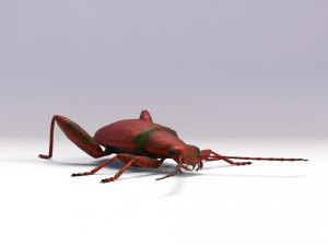 leaf beetle 3D Model