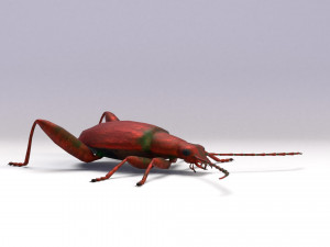 leaf beetle 3D Model
