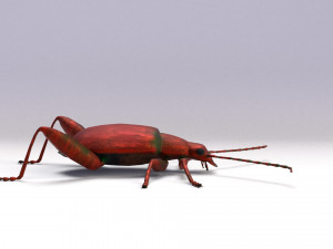 leaf beetle 3D Model