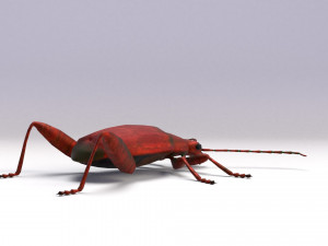 leaf beetle 3D Model